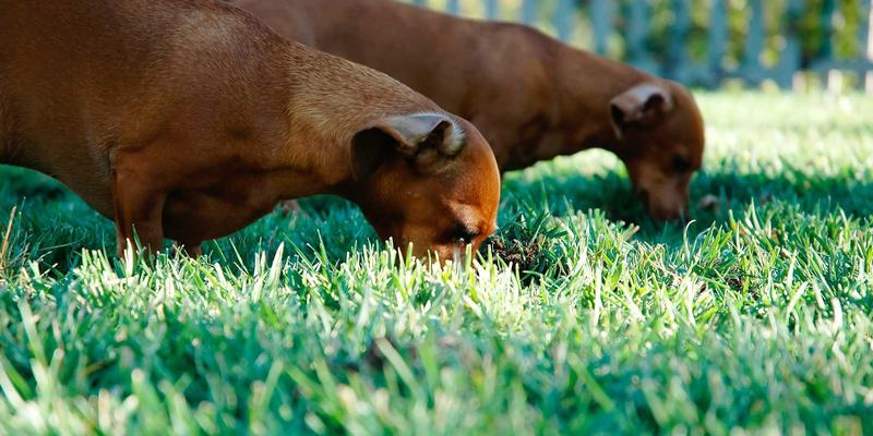 工业自动化编程新纪元:IEC 61131-3与Python融合如何重塑智能制造